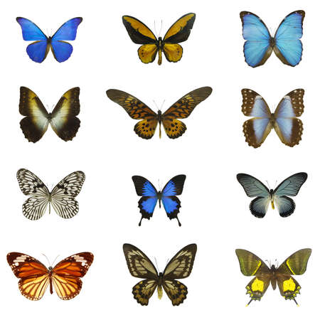 12 different butterflies with white backgroundの写真素材