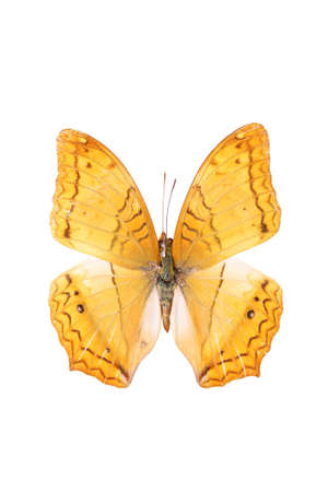 a yellow sail butterfly isolated on whiteの写真素材