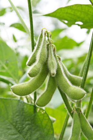 close up of the soy bean plant in the field の写真素材