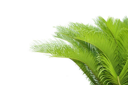 leaves of  cycas  tree isolated on white backgroundの写真素材