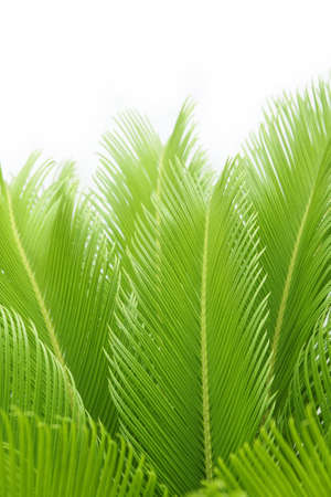leaves of  cycas  tree isolated on white backgroundの写真素材