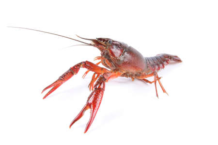 a living crawfish isolated on whiteの写真素材