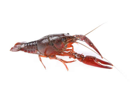 a crayfish or crawfish with white backgroundの写真素材