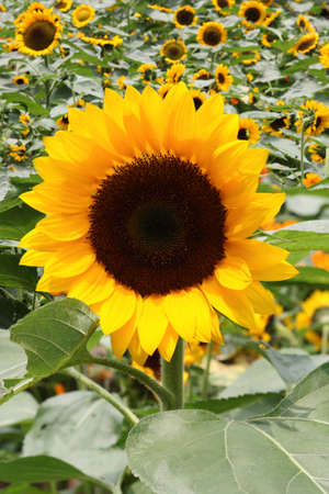 close up of yellow sunflower in the field, agriculture subject の写真素材