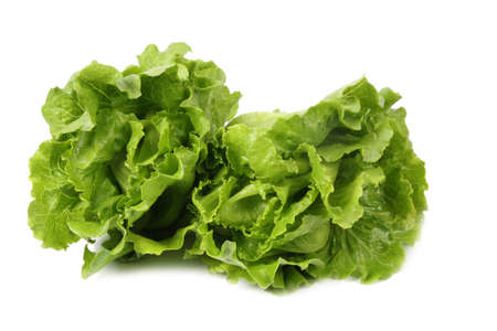 two green fresh lettuce isolated with white backgroundの写真素材