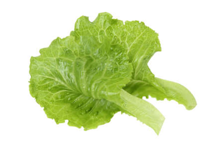 two fresh lettuce leaf isolated on white background の写真素材