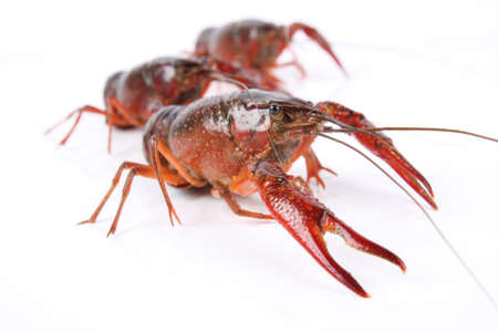 three crawfish isolated on white backgroundの写真素材