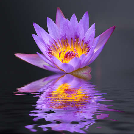 water lily and reflections with gray backgroundの写真素材