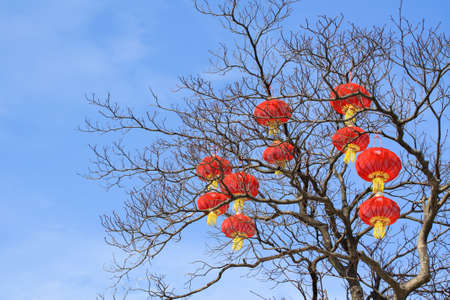 many red lanterns hanging on the tree for celebrations の写真素材
