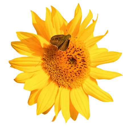 beautiful sunflower and moth isolated on whiteの写真素材