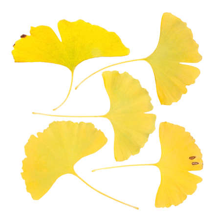 yellow leaf of ginkgo biloba with white background