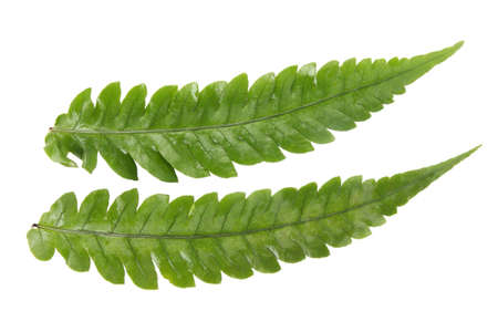 two fern leaves with white background の写真素材