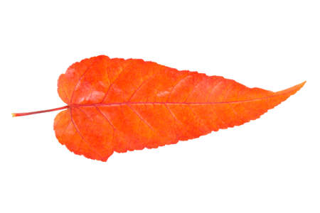 an autumn red leaf isolated on whiteの写真素材