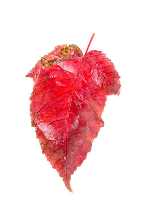 closeup of the red leaf isolated on white の写真素材