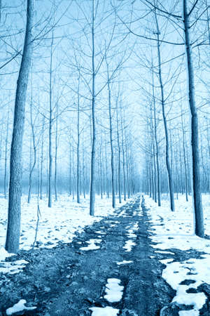 the soil road in the forest in winterの写真素材