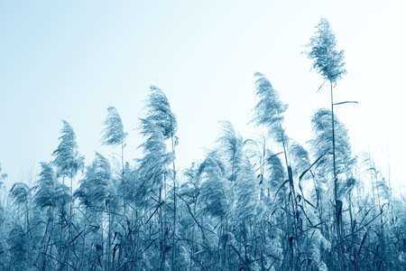 the reeds by the wind in winter,blue toneの写真素材