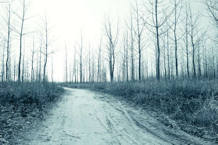 abstract landscape with soil road in the forest の写真素材