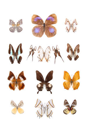 multiple butterflies isolated on whiteの写真素材