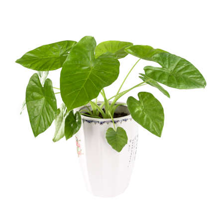 green alocasia in pot isolated on white background ,の写真素材