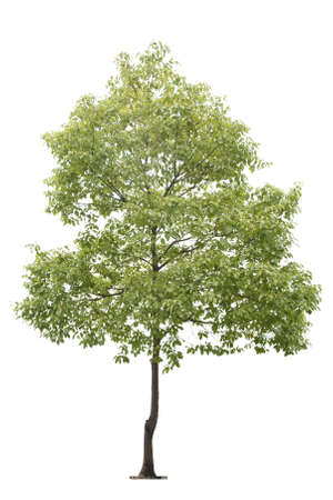 small tree isolated on whiteの写真素材