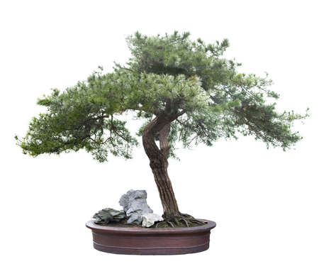green bonsai tree isolated on whiteの写真素材