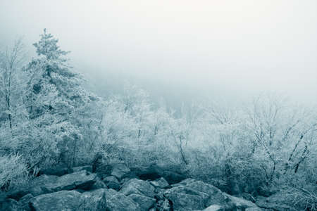 rime ice landscape with fog  backgroundの写真素材