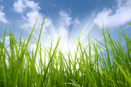 green grass and sun,environmental protection concept
