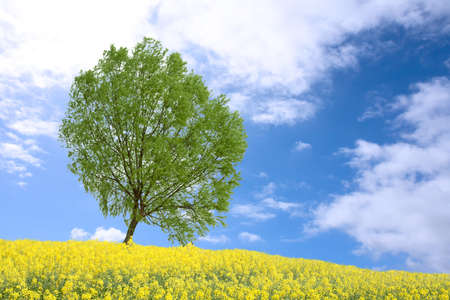 green poplar tree and yellow rape field in spring  