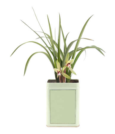 cymbidium goeringii in the tea cansの写真素材