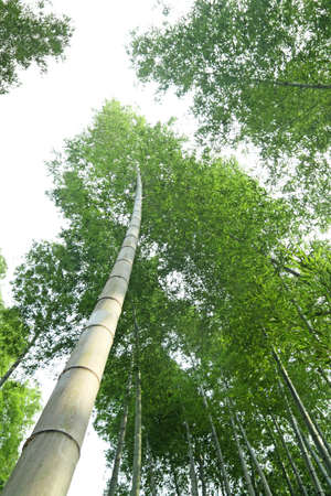 bamboo forest の写真素材