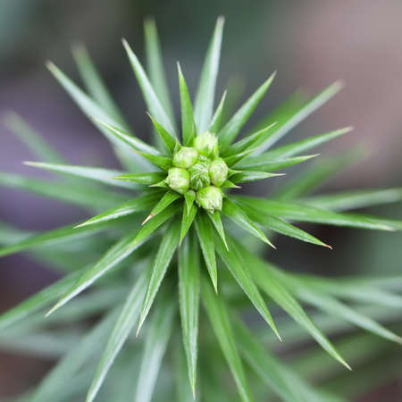 needlelike leaves of pine,natural interesting structuresの写真素材