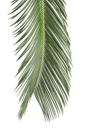 palm leaf  isolated on white の写真素材