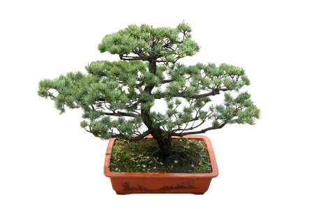 bonsai tree isolated on white,miniature pineの写真素材