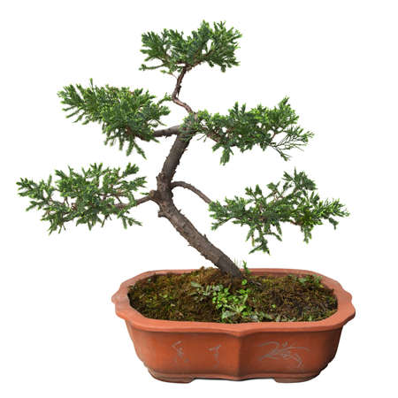 chinese bonsai tree of  pine isolated on whiteの写真素材