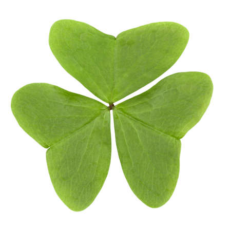 three leaf clover isolated on white 