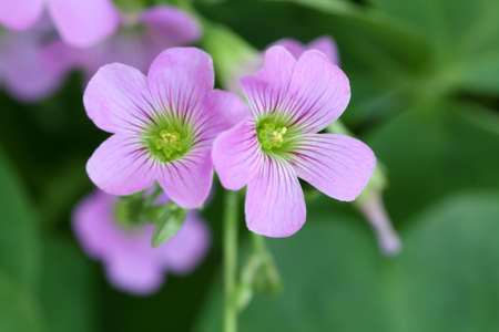 clover flowers bloom with green backgroundの写真素材