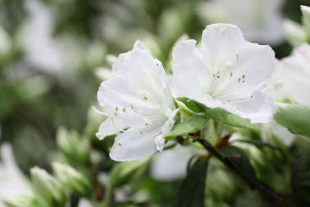 close up of the white rhododendron blossomの写真素材
