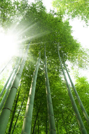 bamboo forest with bright sunlightの写真素材