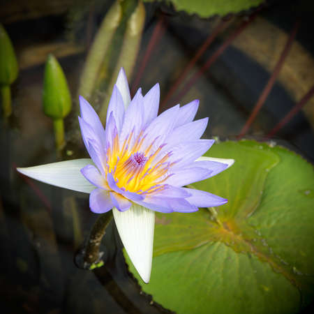 purple water lily in full bloomの写真素材