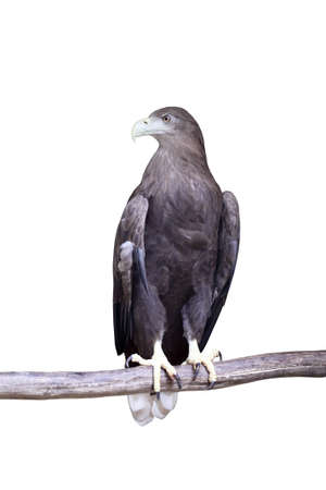 sea eagle standing on a branch with white backgroundの写真素材