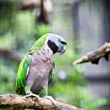 green parrot standing on the branchの写真素材