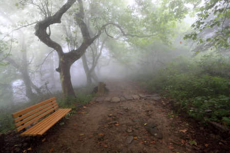 hiking trail in the fog with a chairの写真素材