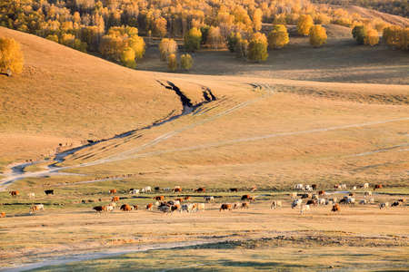 autumn landscape of the cattles in pasture