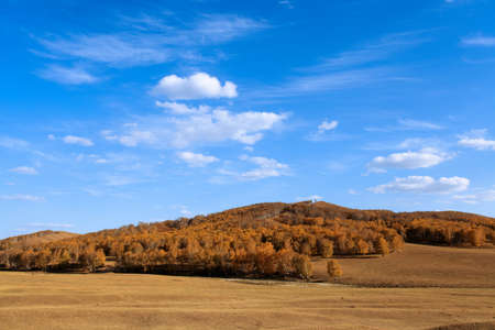 autumn grassland under the blue sky の写真素材