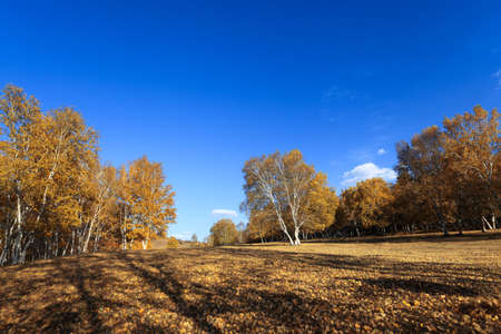 birch forest under the blue sky at autumnの写真素材