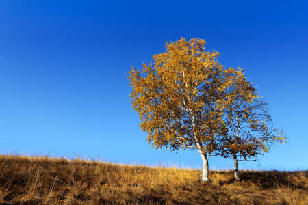 two birch trees against a blue sky in autumnの写真素材