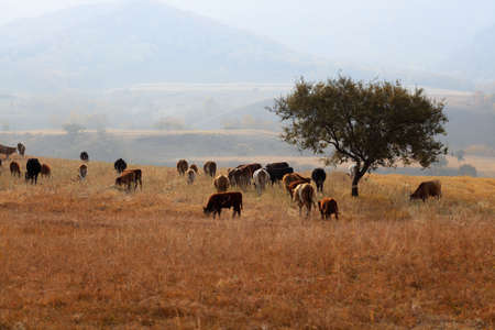 cows grazing in the grassland at autumn