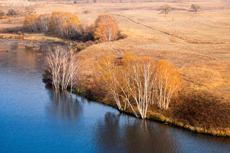 beautiful autumn scenery,waterside birch treesの写真素材