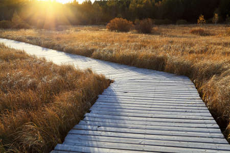 wooden footbridge across the wetland ,autumn landscape at duskの写真素材