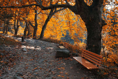 mountain trail and a chair in autumnの写真素材